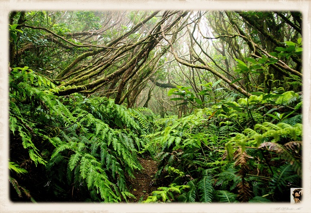 Laurel_forest in La Gomera Island