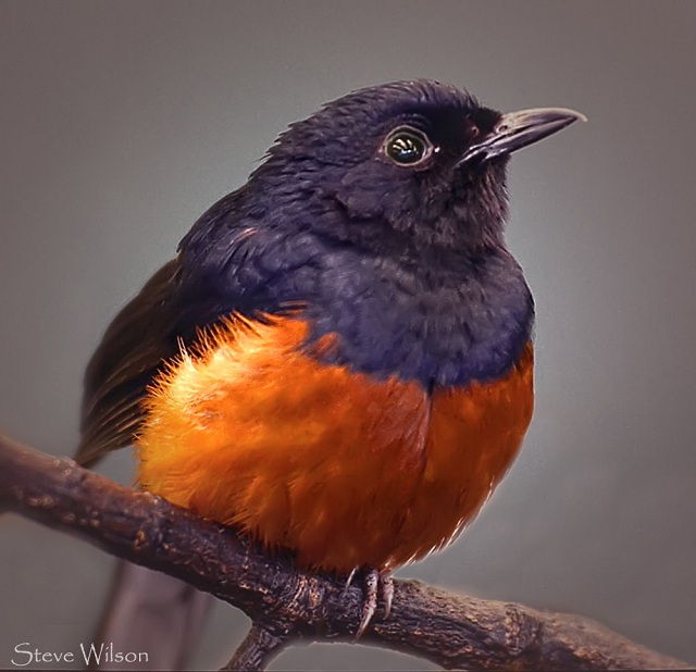 Montserrat Oriole