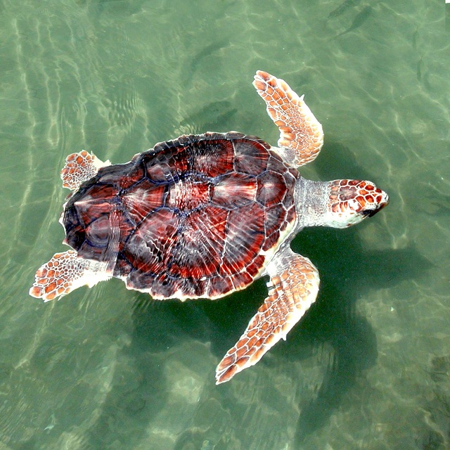 Sea turtle