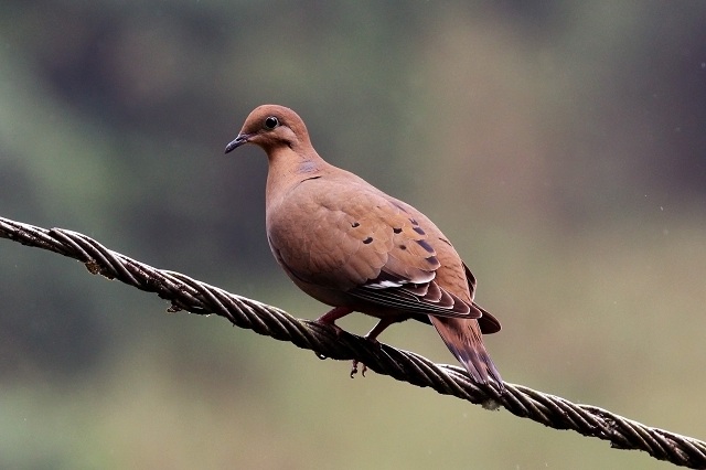 Zenaida Dove