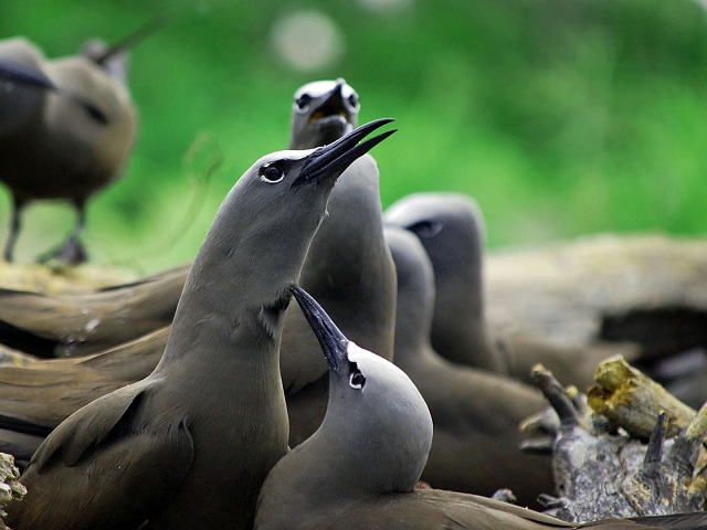 Brown Noddy