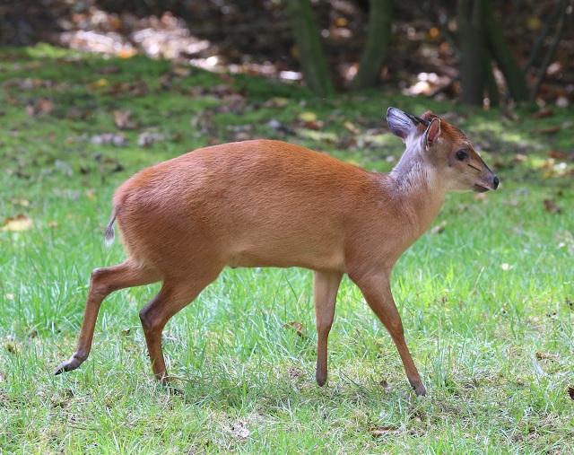 Duiker antelope