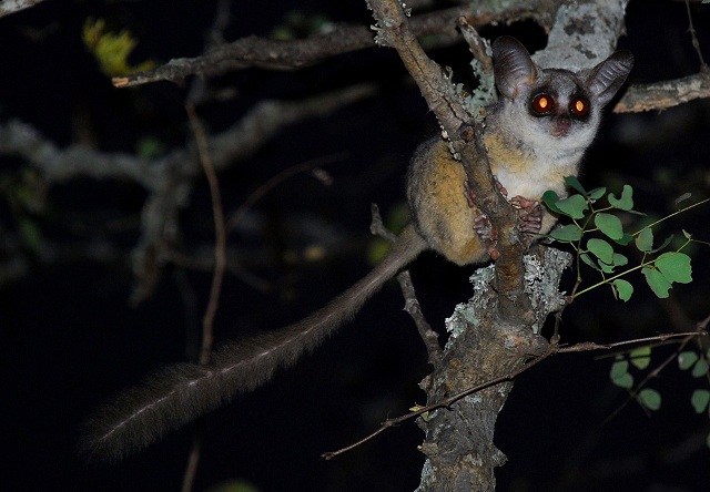 Galagos