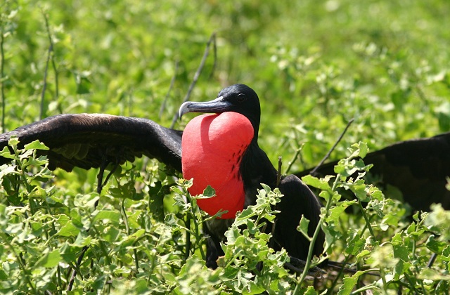 Great Frigatebird