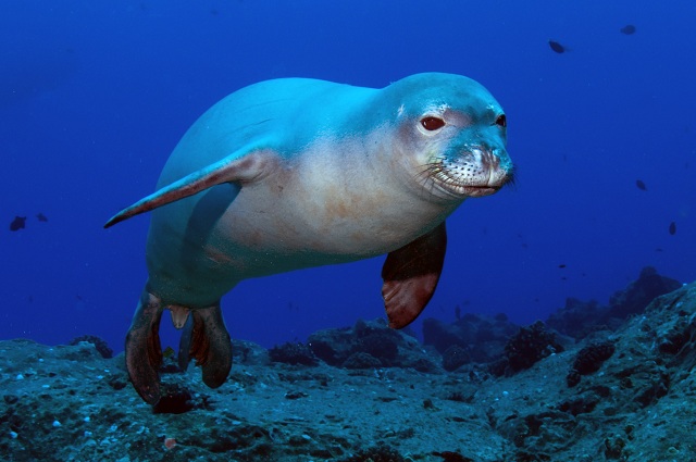 Hawaiian monk seals
