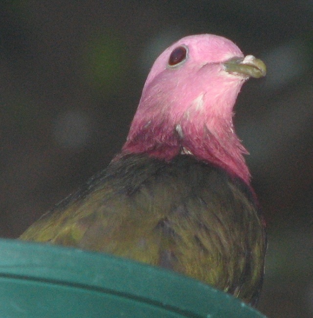 Pink-headed pigeons