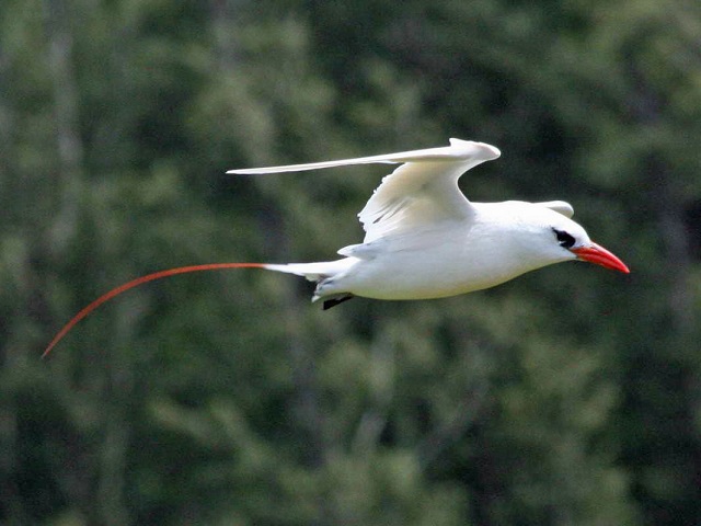 Red-tailed tropicbirds