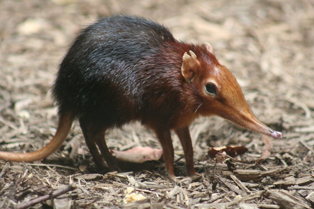 Shrew