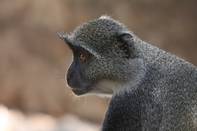 Syke's Monkey