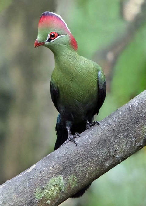 Turaco