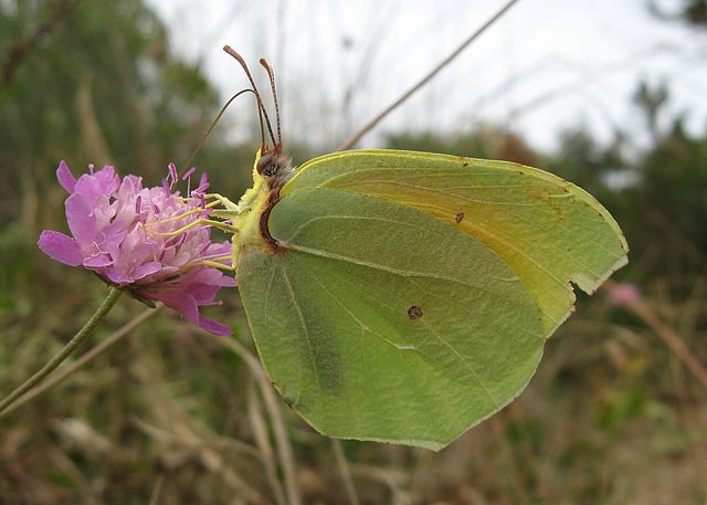 Cleopatra butterfly Menorca Island