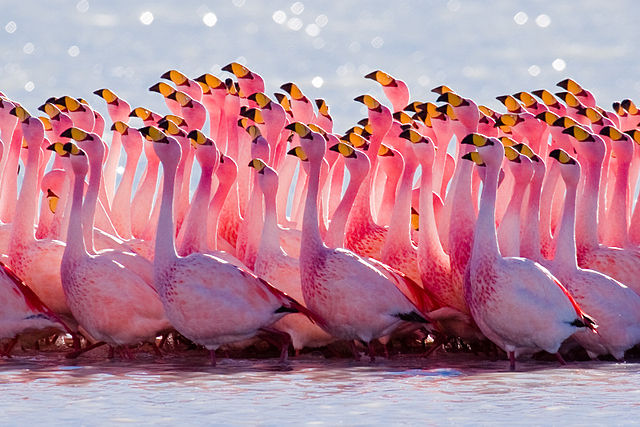 Wildlife Watching Flamingoes
