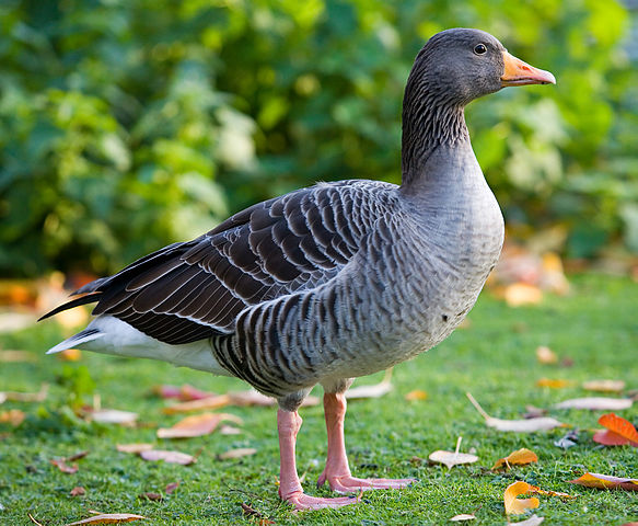 Greylag Geese