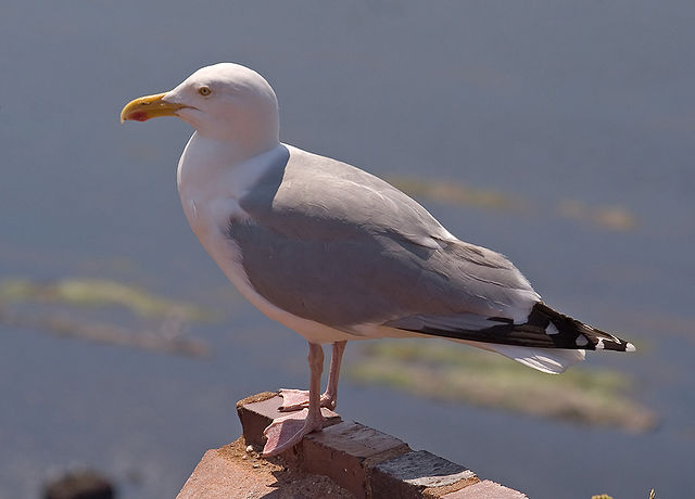 Herring Gull