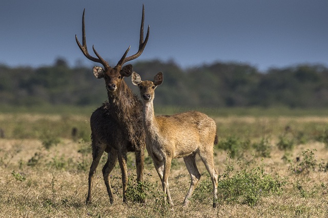 Wildlife Watching Javan deer