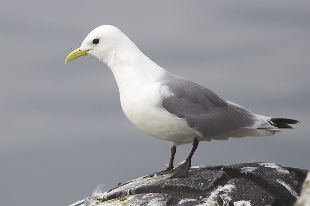 Kittiwakes