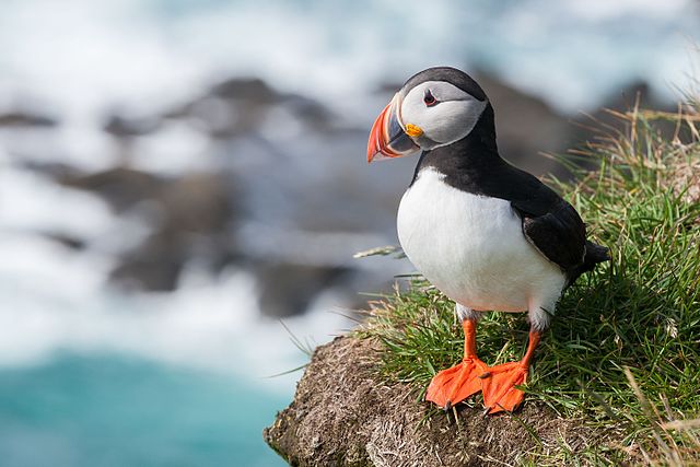 Wildlife Watching Puffins