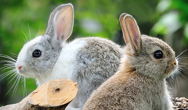 Wildlife Watching Rabbit Island