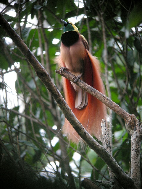 Raggina bird of paradise