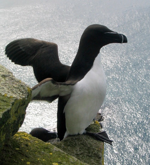 Wildlife Watching Razorbill