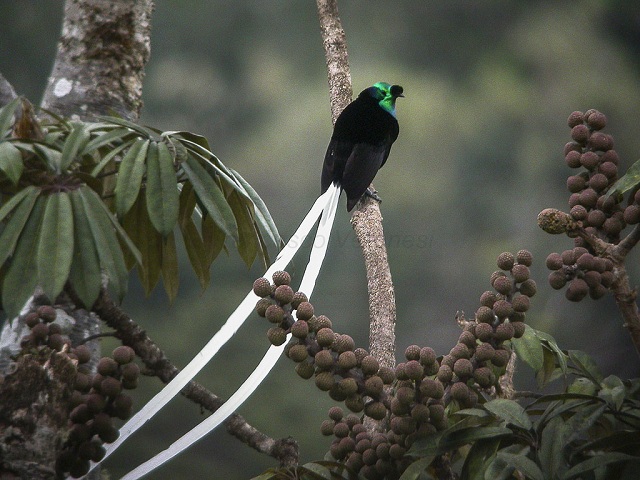 Ribbon Tailed Astrapia Papua New Guinea