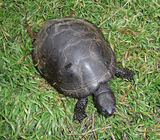 Menorca Island Tortoise
