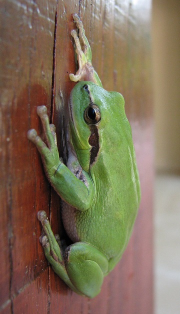  Menorca Island Treefrog
