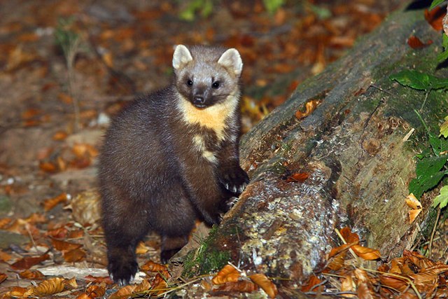 Menorca Island - pine martens