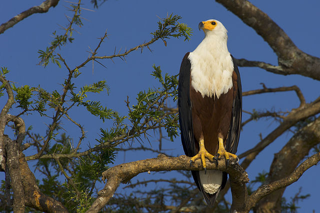 African Fish-eagle