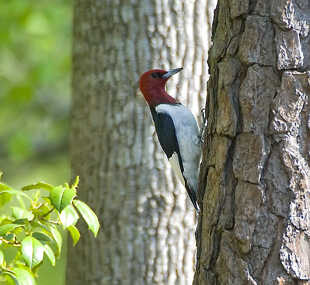 Red-headed Woodpecker