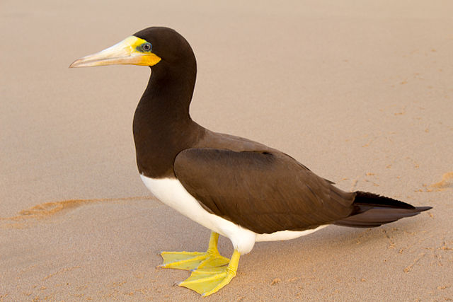 Brown Boobies