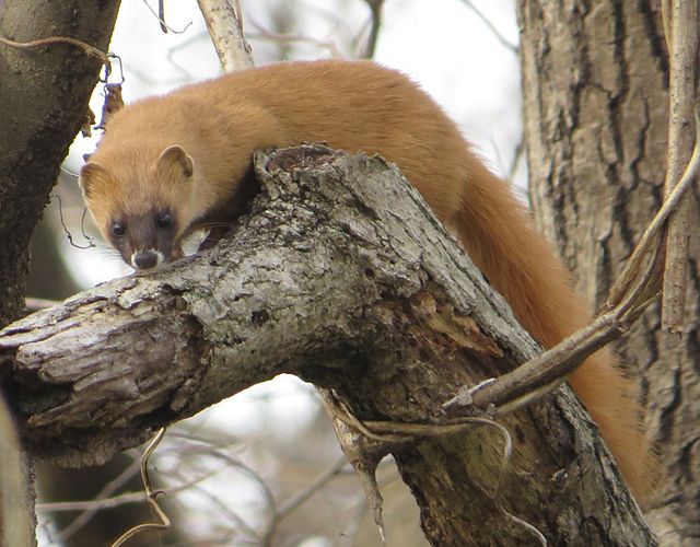 Japanese Weasel