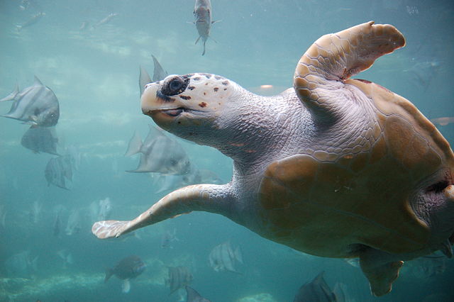 Loggerhead Turtles