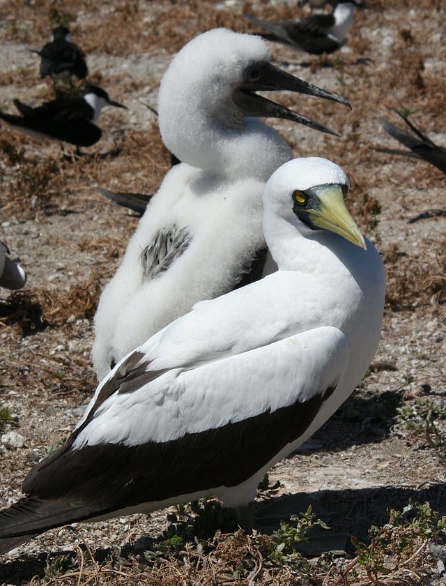 Masked Boobies