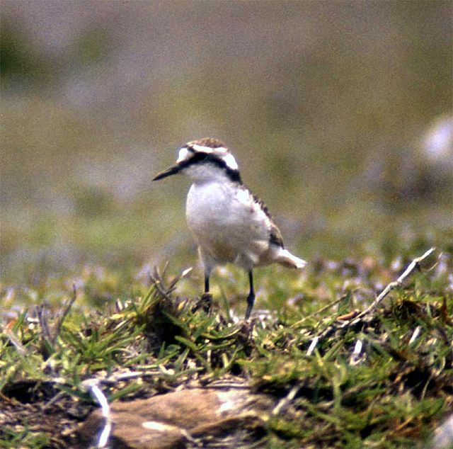 Plover alias Wirebird