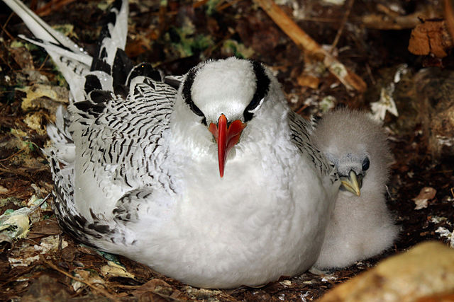 Red-billed tropicbird