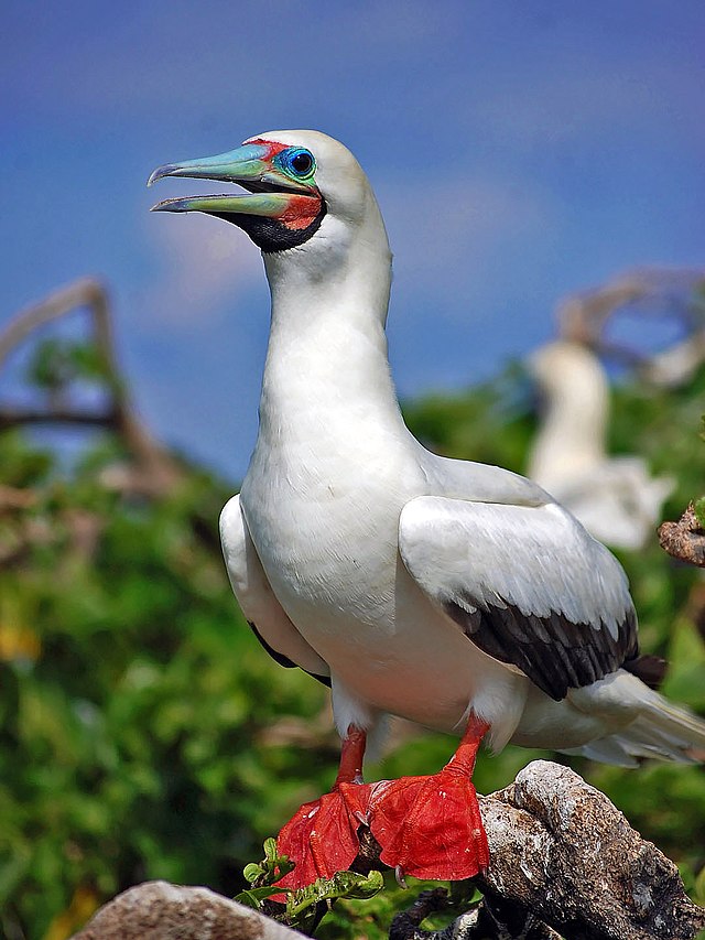 Red-footed Boobies