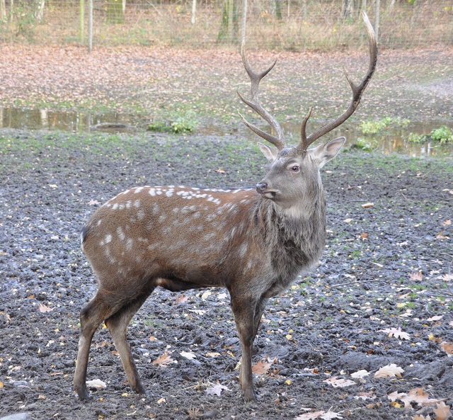 Sika deer