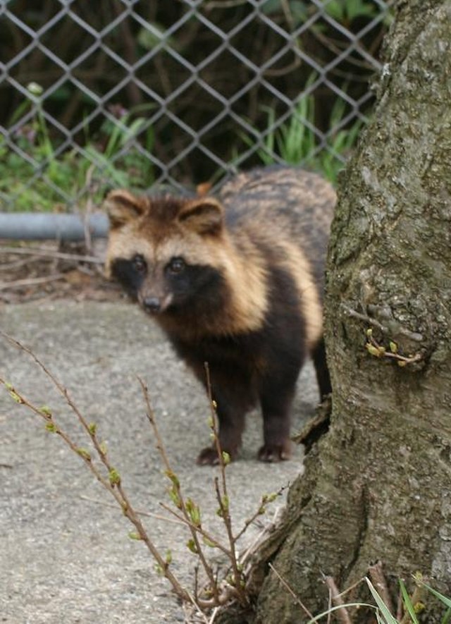 Tanuki