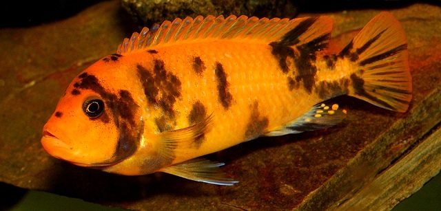 cichlids