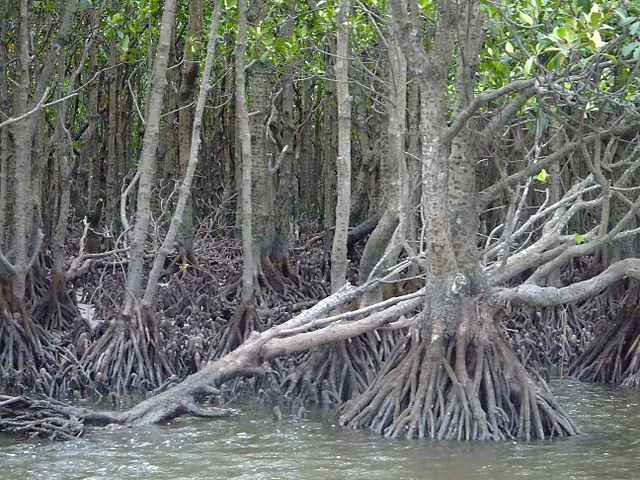 mangrove forest