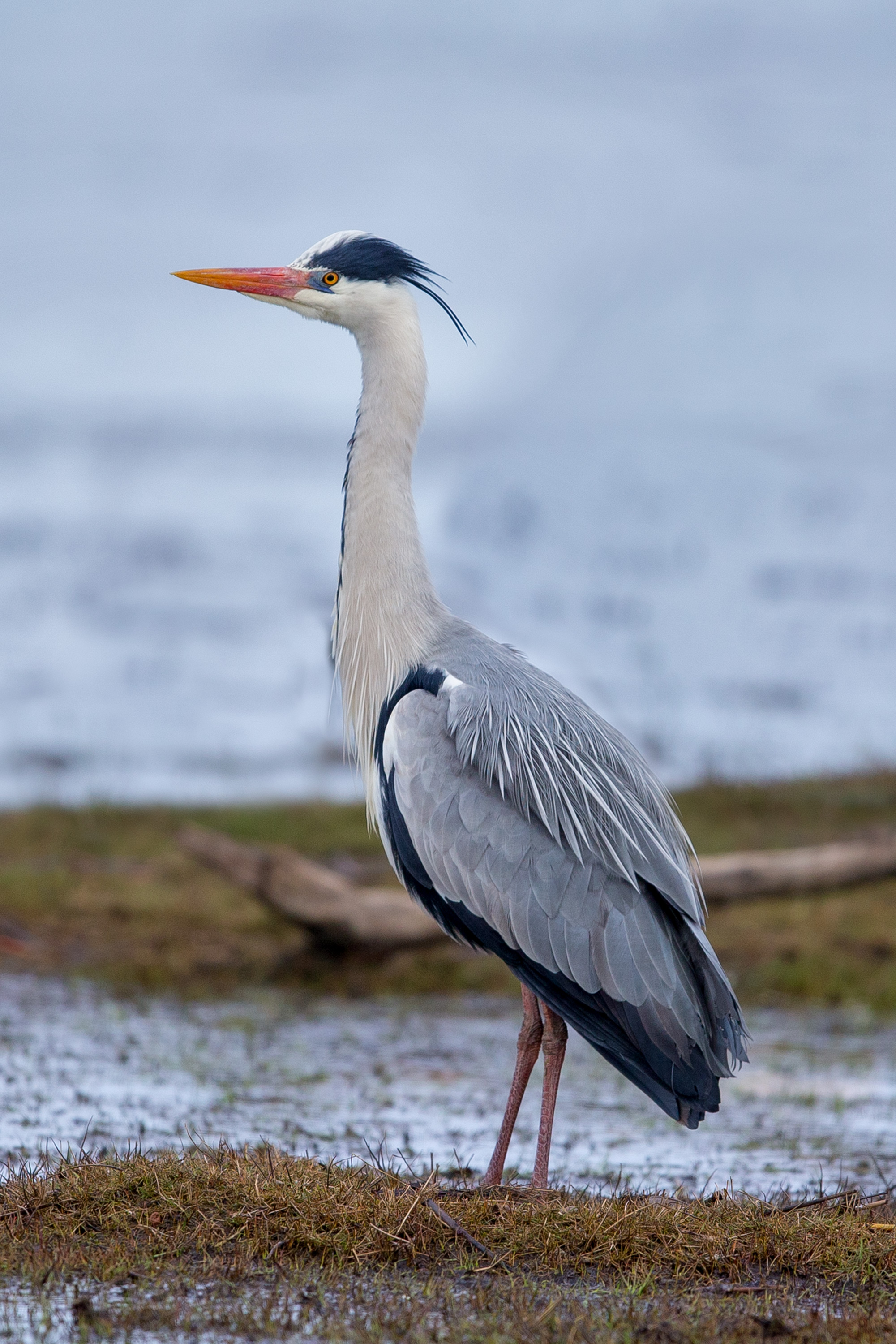 Heron Eyots in River Thames