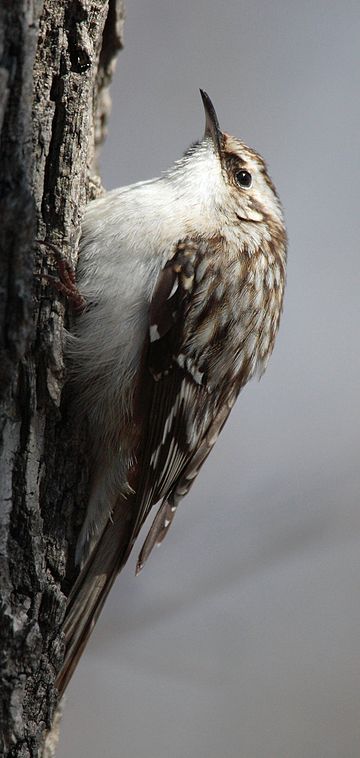 Tree-creeper