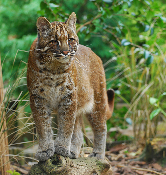  Indonesia Asian Golden Cat