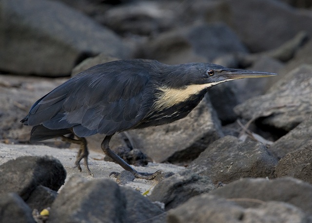 Black Bittern in Indonesia