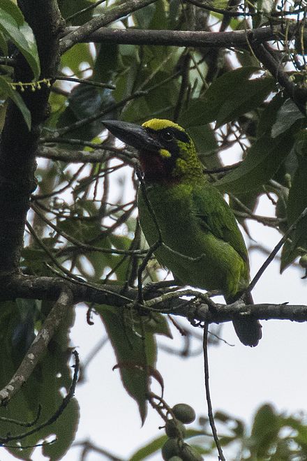 Black-banded Barbet