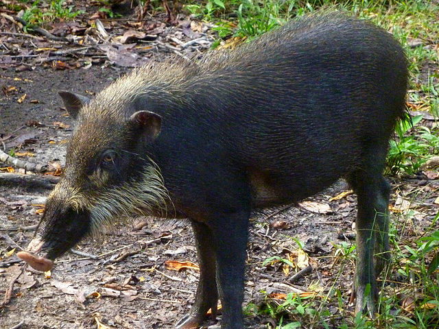 Bornean bearded pig Indonesia