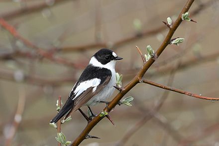 Collared Flycatcher