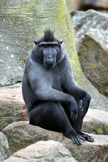 Crested Macaque