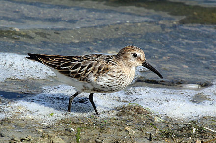 Dunlins